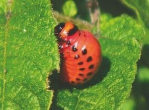 Отрута від колорадського жука — найефективніші препарати