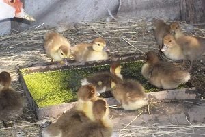 Що їдять индоутки: рекомендації по харчуванню свійської птиці