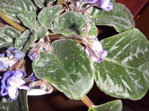 Попелиця на кімнатних рослинах – знищення перевіреними средствамиМеры боротьби з попелиць на кімнатних рослинах – прості народні рецепти і професійні препарати