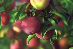 Персикова зливу — красивий швидкорослий сорт з дуже смачними і корисними плодами