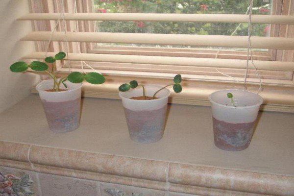 Диня Ефіопка — самозапильний сорт з чудовим медовим смаком