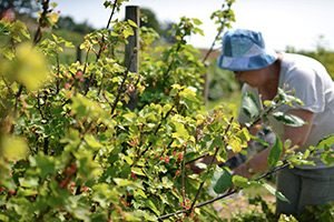 Вирощування червоної смородини: вибір сорту, особливості посадки і догляду, розмноження живцями і відведеннями, фото і відео