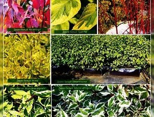 Дерен ряболисті: правильна посадка і грамотний догляд за рослиною