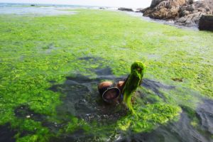 Сонник Водорості у воді бачити до чого сниться?