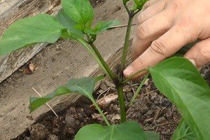 Особливості вирощування та догляду за перцем в теплиці або парнику: покрокове керівництво і відео від фахівця