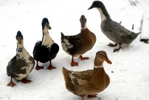 Краща мясо яєчна порода качок — Башкирська: фото, опис, поради по розведенню та догляду