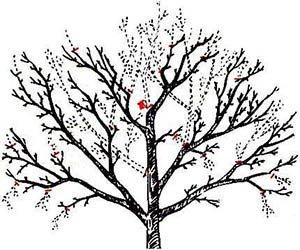 Всі правила формування крони сливи: основні прийоми та особливості обрізки