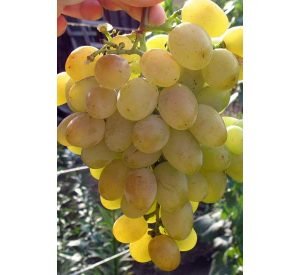 Високоврожайний виноград «Захват»: докладний опис сорту з фото, нюанси вирощування та відгуки садівників