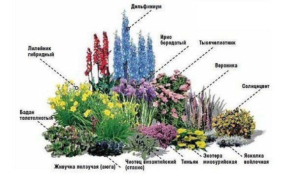 Як створити клумбу безперервного цвітіння з багаторічників: схема посадки в саду, вибір рослин і відео інструкція