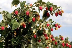 Як здійснюється обрізка малини восени: поради для початківців