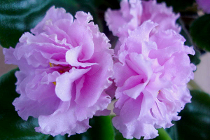 25 фото найбільш красивих і яскравих представниць ніжних фіалок