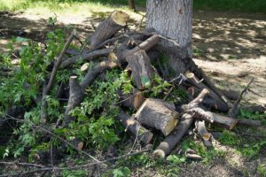 Сонник Падаючі Дерева уві сні від вітру бачити до чого сняться?