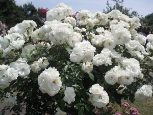 Кущові троянди: фото з назвами, описом та рекомендаціями з вирощування у відкритому грунті