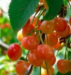 Опис сорту черешні з хорошою зимостійкістю Фатеж: умови вирощування та догляду