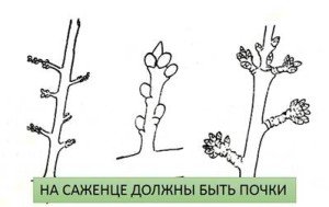 Вирощування черешні — вибір саджанців, посадка, догляд та обрізка