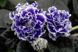 25 фото найбільш красивих і яскравих представниць ніжних фіалок