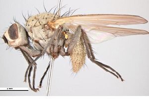 Дивовижний овоч цибуля шалот — правила догляду та вирощування