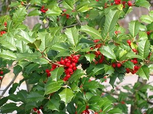 Багаторічні чагарники для саду: популярні квітучі сорти, їх особливості, назви й фото