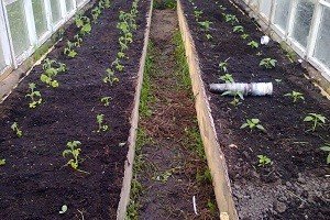 Особливості вирощування та догляду за перцем в теплиці або парнику: покрокове керівництво і відео від фахівця