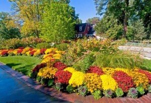 Як створити клумбу безперервного цвітіння з багаторічників: схема посадки в саду, вибір рослин і відео інструкція