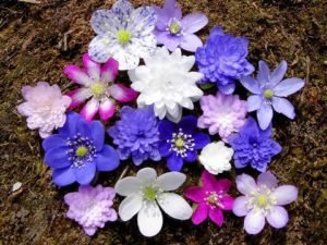 Ніжна красуня печіночниця та її застосування в саду і в медицині