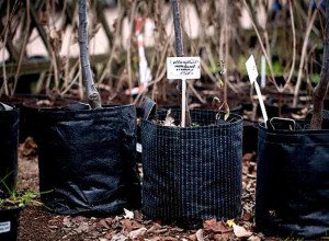 Опис сорту черешні з красивою назвою Джерело: вибір саджанців та їх посадка