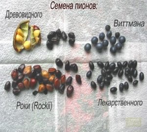 Чудові півонії: посадка і догляд у відкритому грунті