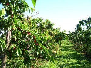 Опис зимостійкою черешні Казка: вибір саджанців, посадка і правила догляду