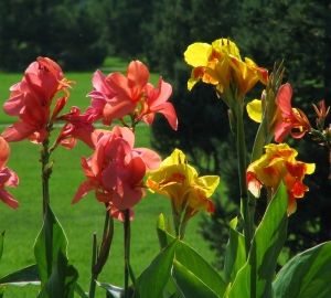 Високорослі багаторічні садові квіти: фото та назви рослин, поради по догляду