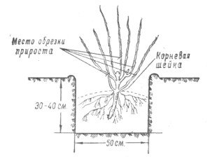 Посадка агрусу навесні — як і в якому місяці правильно садити?