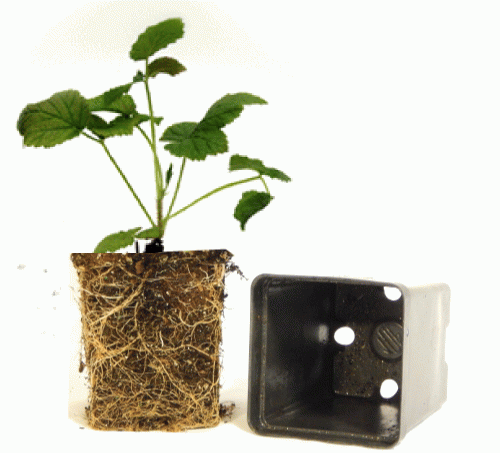 Домашня полуниця: вирощуємо за 10 кроків