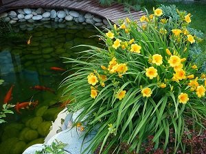 Вирощування лілійників у відкритому грунті: посадка й догляд, види, сорти, фото і відео