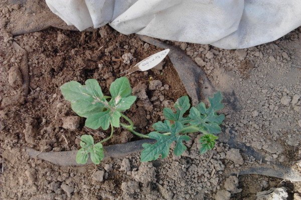 Щеплення дині на гарбуз: ефективні методи, техніка їх проведення та результат