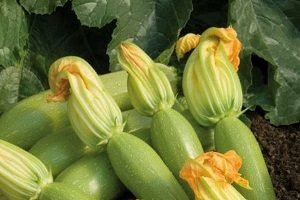 Як не заплутатися в різноманітності видів кабачків