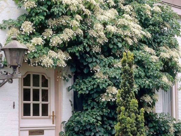 Вюни багаторічники — фото та назви витких рослин для саду