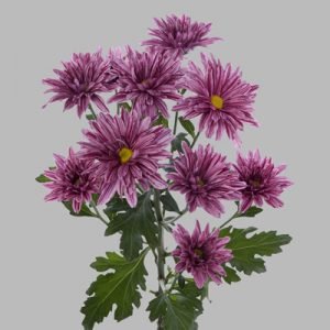 Хризантема садова багаторічна: посадка і догляд у відкритому грунті, фото і характеристики популярних видів