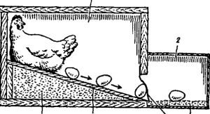 Чому кури клюють свої яйця — що робити?