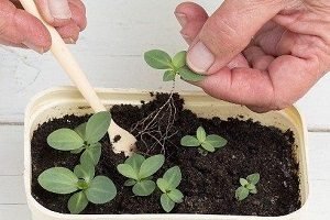 Еустома багаторічна: особливості посадки і догляду, розмноження корінням і насінням