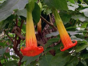 Бругмансия: посадка і догляд у відкритому грунті, а також розмноження в домашніх умовах