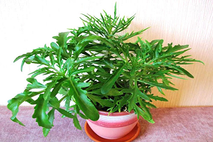 Каланхое: правильний догляд за рослиною в домашніх умовах