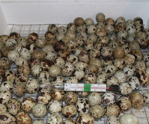 Інкубатор з холодильника своїми руками — креслення і відеоінструкція