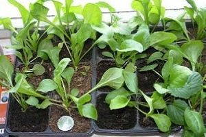 Перлинні маргаритки – дивна прикраса ландшафту