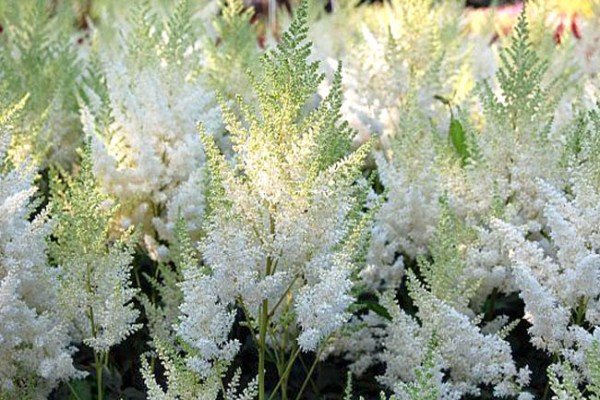 Декоративна садова рослина астильба: популярні сорти з фото та описом