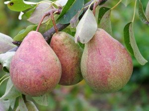 Сорт груші Бергамот: як посадити дерево і домогтися гарного врожаю