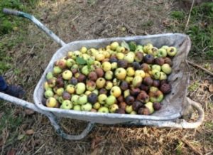 Сонник Гнилі Яблука: збирати, красти у сні бачити до чого сниться? Сонник Гнилі Яблука: збирати, красти у сні бачити до чого сниться?