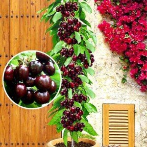 Колоновидна черешня — вирощування, посадка і догляд