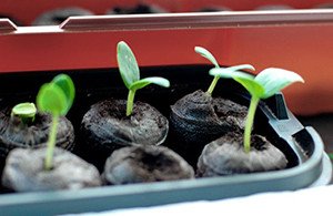 Сорти кавунів для Сибіру — особливості посадки і вирощування