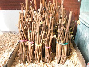 Як садити виноград — поради по вирощуванню і догляду, відео