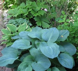 Чарівна хоста: правила посадки та догляду у відритому грунті і способи розмноження