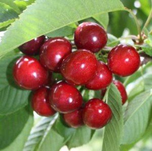 Відмінності вишні та черешні: походження видів та їх особливості